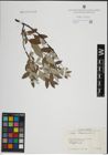 Foto von Salix lapponum L.
